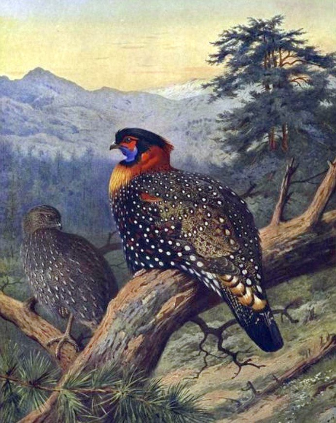 雉科【黑头角雉 Western Tragopan】生活习性简介 黑头角雉图片