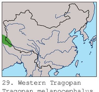 雉科【黑头角雉 Western Tragopan】生活习性简介 黑头角雉图片