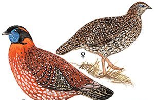 雉科【红腹角雉 Temminck's Tragopan】生活习性简介 红腹角雉图片