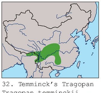 雉科【红腹角雉 Temminck's Tragopan】生活习性简介 红腹角雉图片