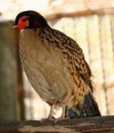 雉科【黄腹角雉 Yellow-bellied Tragopan】生活习性简介 黄腹角雉图片