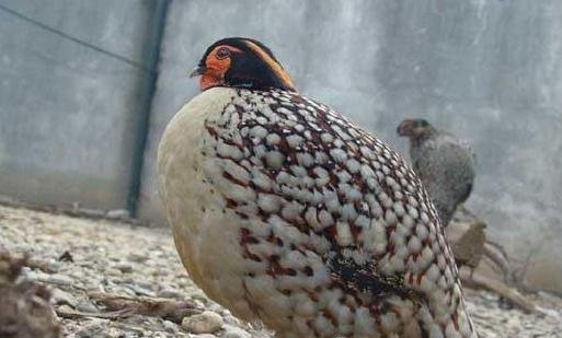 雉科【黄腹角雉 Yellow-bellied Tragopan】生活习性简介 黄腹角雉图片