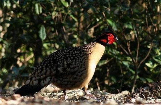 雉科【黄腹角雉 Yellow-bellied Tragopan】生活习性简介 黄腹角雉图片