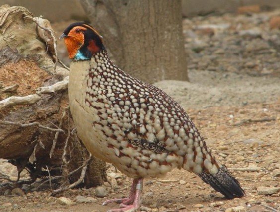 雉科【黄腹角雉 Yellow-bellied Tragopan】生活习性简介 黄腹角雉图片