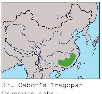 雉科【黄腹角雉 Yellow-bellied Tragopan】生活习性简介 黄腹角雉图片