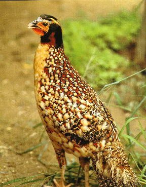 雉科【勺鸡 Yellow-necked koklass pheasa】生活习性简介 勺鸡图片