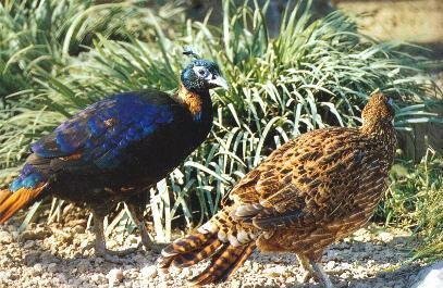 雉科【棕尾虹雉 Himalayan Monal Pheasant】生活习性简介 棕尾虹雉图片