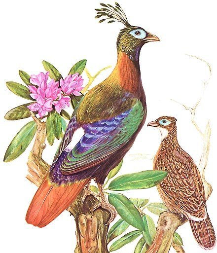 雉科【棕尾虹雉 Himalayan Monal Pheasant】生活习性简介 棕尾虹雉图片