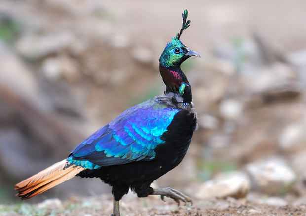 雉科【棕尾虹雉 Himalayan Monal Pheasant】生活习性简介 棕尾虹雉图片