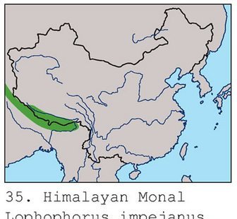 雉科【棕尾虹雉 Himalayan Monal Pheasant】生活习性简介 棕尾虹雉图片