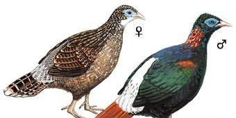 雉科【白尾梢虹雉 Sclater's Monal Pheasant】生活习性简介 白尾梢虹雉图片