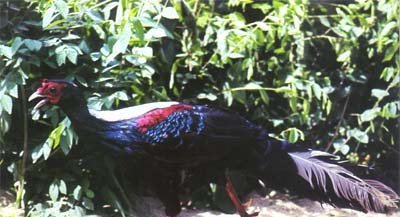 雉科【黑鹇 Kalij Pheasant】生活习性简介 黑鹇图片