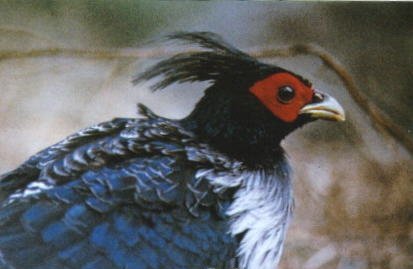 雉科【黑鹇 Kalij Pheasant】生活习性简介 黑鹇图片