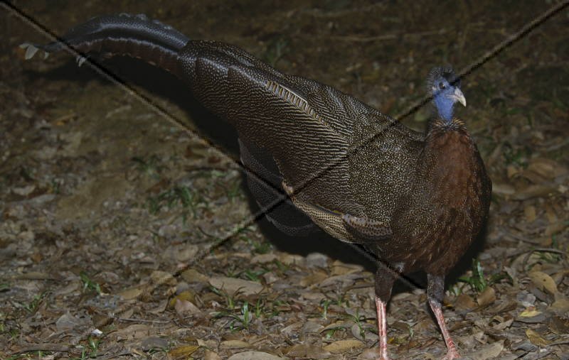 雉科【黑鹇 Kalij Pheasant】生活习性简介 黑鹇图片