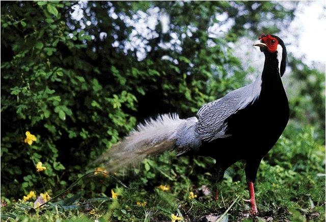 雉科【黑鹇 Kalij Pheasant】生活习性简介 黑鹇图片