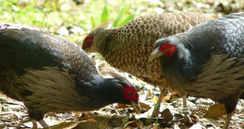 雉科【黑鹇 Kalij Pheasant】生活习性简介 黑鹇图片