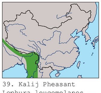 雉科【黑鹇 Kalij Pheasant】生活习性简介 黑鹇图片