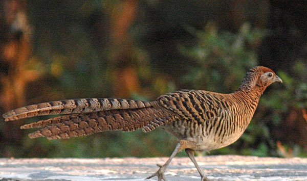 雉科【白腹锦鸡 Lady Amherst's Pheasant】生活习性简介 白腹锦鸡图片