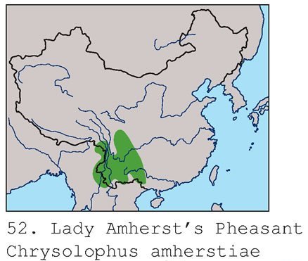 雉科【白腹锦鸡 Lady Amherst's Pheasant】生活习性简介 白腹锦鸡图片