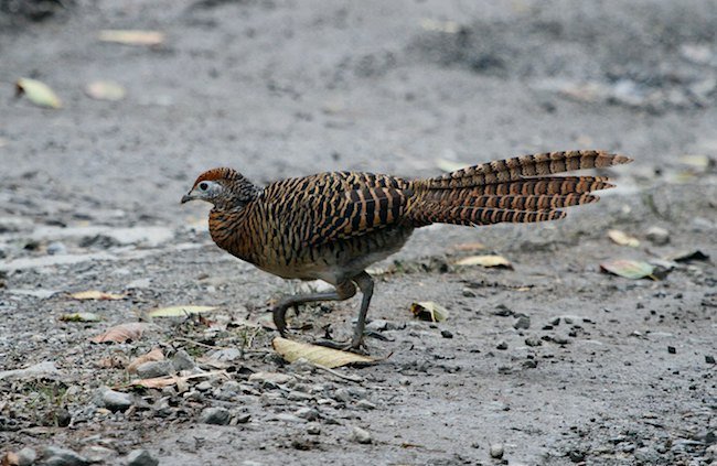 雉科【白腹锦鸡 Lady Amherst's Pheasant】生活习性简介 白腹锦鸡图片