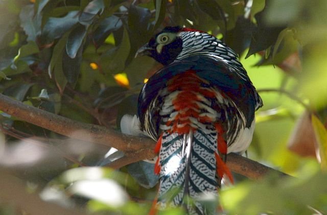 雉科【白腹锦鸡 Lady Amherst's Pheasant】生活习性简介 白腹锦鸡图片