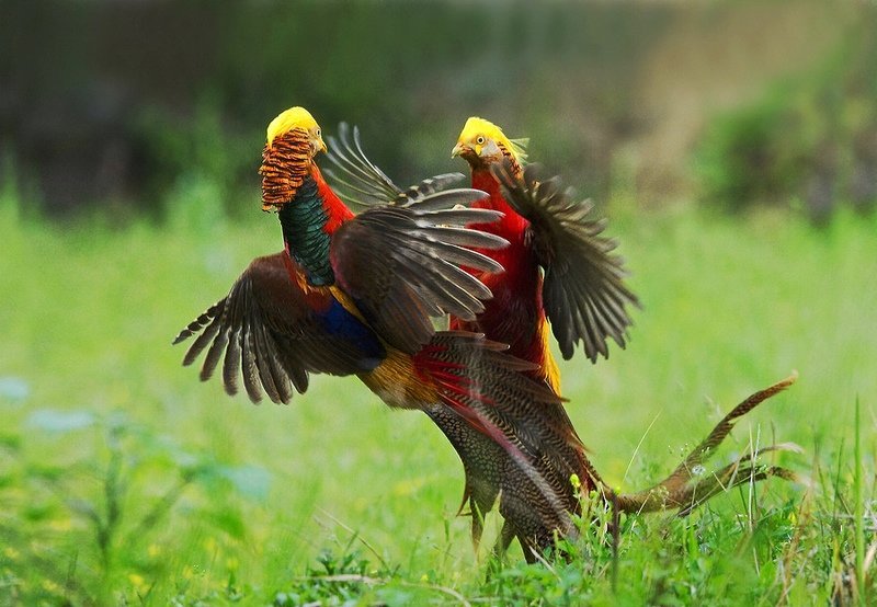 雉科【红腹锦鸡 Golden Pheasant】生活习性简介 红腹锦鸡图片