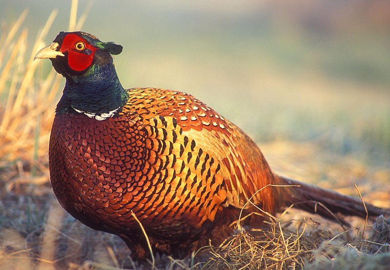 雉科【雉鸡 Common Pheasant】生活习性简介 雉鸡图片