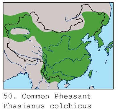 雉科【雉鸡 Common Pheasant】生活习性简介 雉鸡图片