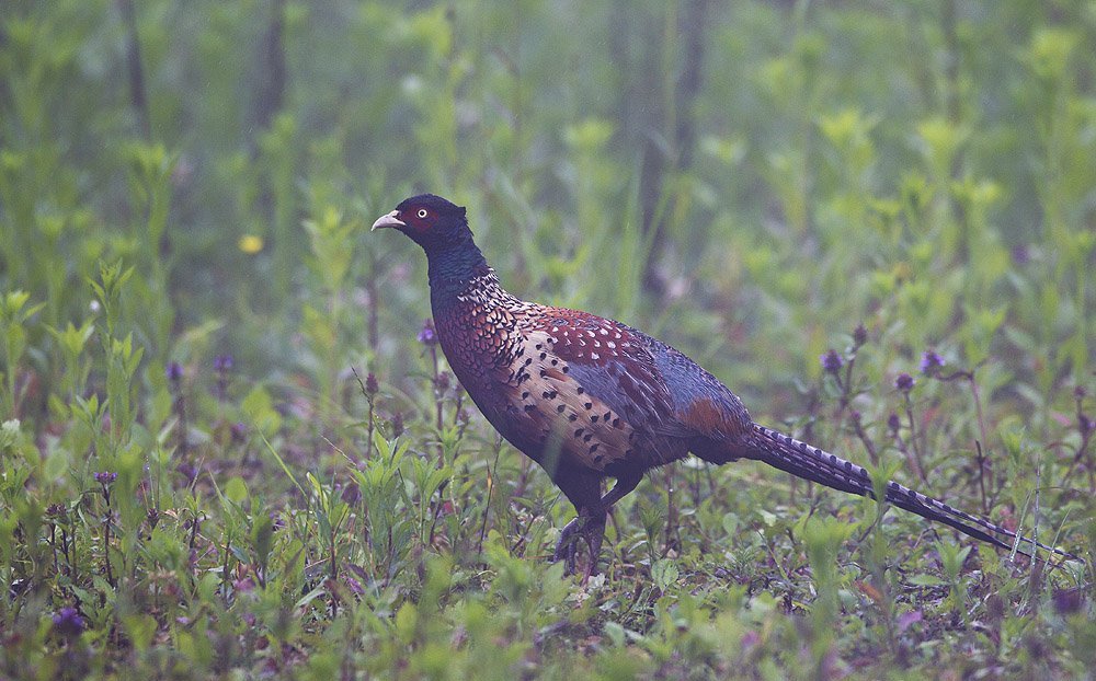 雉科【雉鸡 Common Pheasant】生活习性简介 雉鸡图片