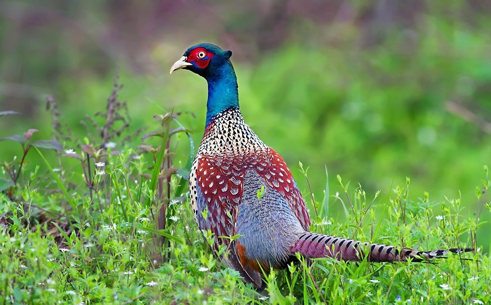 雉科【雉鸡 Common Pheasant】生活习性简介 雉鸡图片