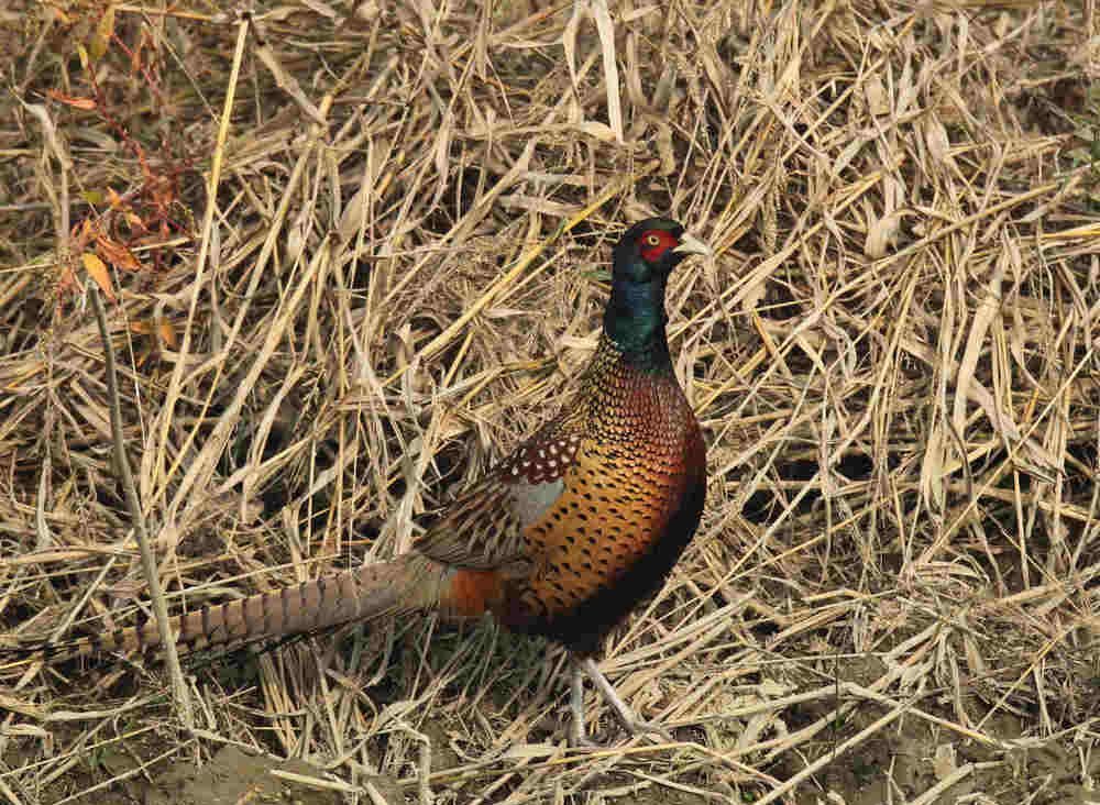 雉科【雉鸡 Common Pheasant】生活习性简介 雉鸡图片