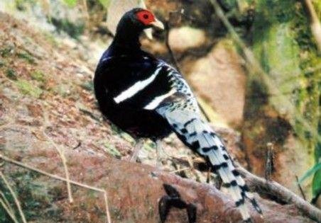 雉科【黑颈长尾雉 Mrs.Hume's Pheasant】生活习性简介 黑颈长尾雉图片