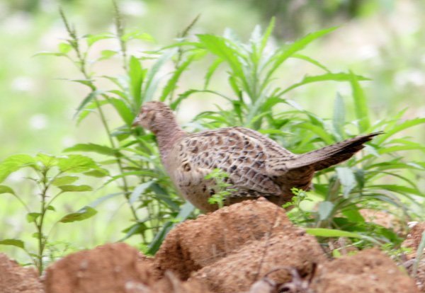 雉科【黑颈长尾雉 Mrs.Hume's Pheasant】生活习性简介 黑颈长尾雉图片