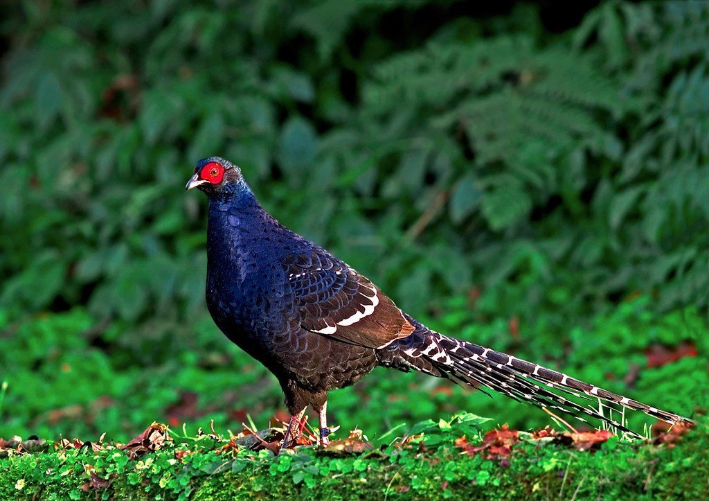 雉科【黑颈长尾雉 Mrs.Hume's Pheasant】生活习性简介 黑颈长尾雉图片