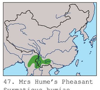 雉科【黑颈长尾雉 Mrs.Hume's Pheasant】生活习性简介 黑颈长尾雉图片