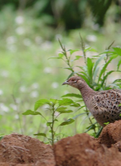 雉科【黑颈长尾雉 Mrs.Hume's Pheasant】生活习性简介 黑颈长尾雉图片