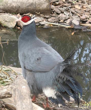 雉科【蓝马鸡 Blue Eared Pheasant】生活习性简介 红腹锦鸡图片