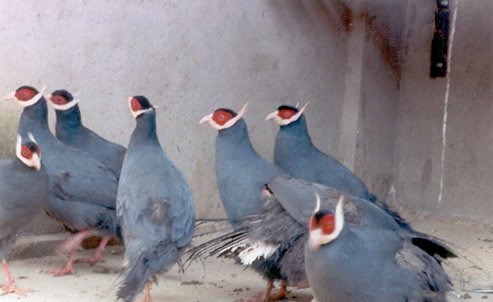 雉科【蓝马鸡 Blue Eared Pheasant】生活习性简介 红腹锦鸡图片