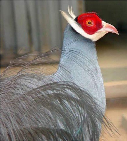 雉科【蓝马鸡 Blue Eared Pheasant】生活习性简介 红腹锦鸡图片