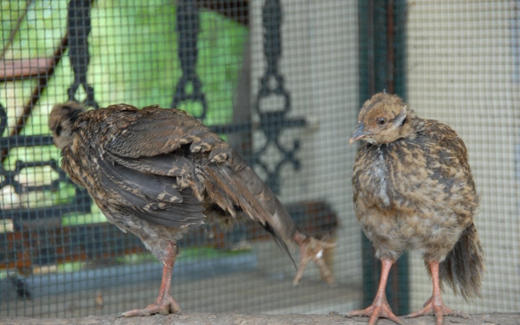 雉科【褐马鸡 Brown Eared-Pheasant】生活习性简介 褐马鸡图片