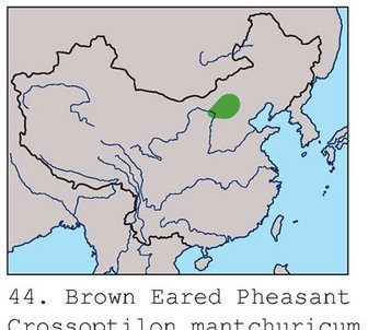 雉科【褐马鸡 Brown Eared-Pheasant】生活习性简介 褐马鸡图片