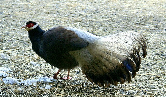 雉科【褐马鸡 Brown Eared-Pheasant】生活习性简介 褐马鸡图片