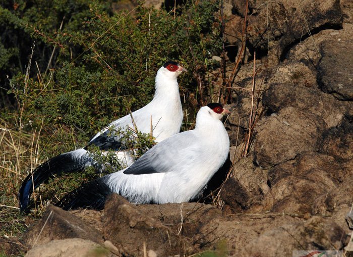 雉科【白马鸡 White Eared-Pheasant】生活习性简介 白马鸡图片