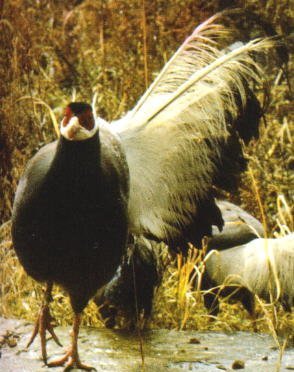 雉科【白马鸡 White Eared-Pheasant】生活习性简介 白马鸡图片