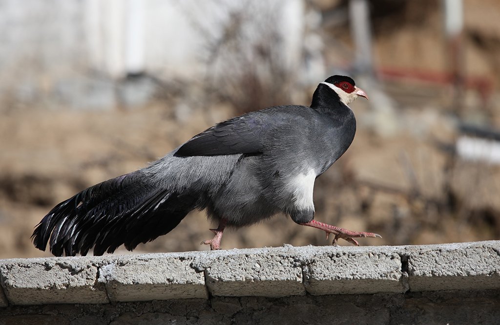 雉科【白马鸡 White Eared-Pheasant】生活习性简介 白马鸡图片