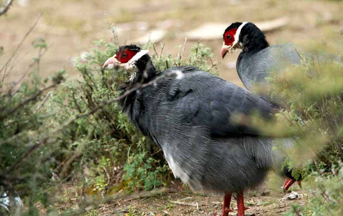 雉科【藏马鸡 Tibetan Eared-pheasant】生活习性简介 藏马鸡图片