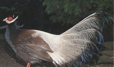 雉科【蓝鹇 Taiwan Blue Pheasant】生活习性简介 蓝鹇图片