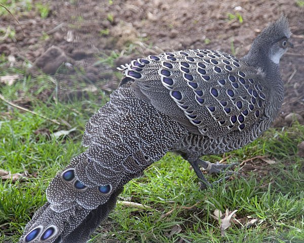 雉科【灰孔雀雉 Hainan grey peacock-pheasant】生活习性简介 灰孔雀雉图片