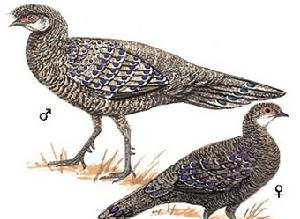 雉科【灰孔雀雉 Hainan grey peacock-pheasant】生活习性简介 灰孔雀雉图片