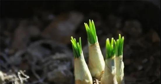 香雪兰栽种最佳时间，这个点种植成活率最高